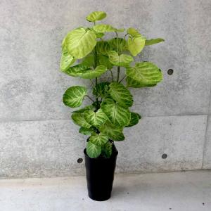 おしゃれ 観葉植物：斑入り ハスノハギリ ラブリーハート*鉢植え 受皿