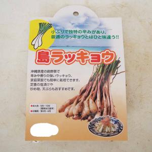 らっきょう種球根 島らっきょう【野菜の苗 ネット詰め野菜球根 充填時100g／1袋／1個売り】