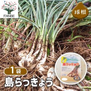 らっきょう種球根 島らっきょう【野菜の苗 ネッ...の詳細画像1