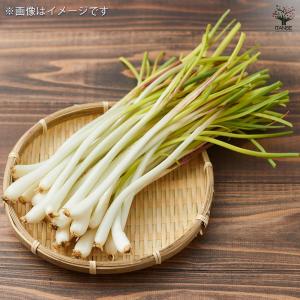 らっきょう種球根 島らっきょう【野菜の苗 ネッ...の詳細画像2