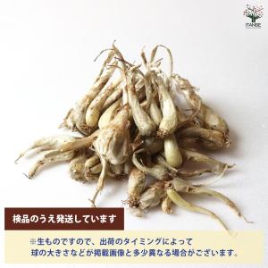 らっきょう種球根 島らっきょう【野菜の苗 ネッ...の詳細画像4