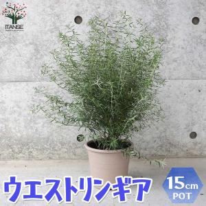ウエストリンギア (花色:淡紫)【庭木 5号ポ...の詳細画像1