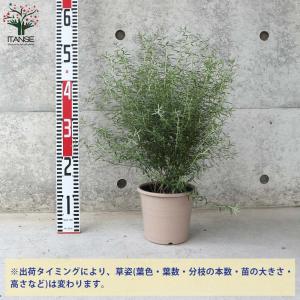 ウエストリンギア (花色:淡紫)【庭木 5号ポ...の詳細画像2