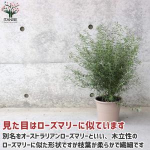 ウエストリンギア (花色:淡紫)【庭木 5号ポ...の詳細画像5