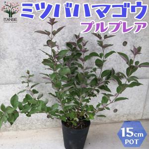 ミツバハマゴウ プルプレア 【庭木 5号ポット...の詳細画像4