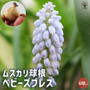 ムスカリ ベビーズブレス【花球根/お買い得6球...の詳細画像1