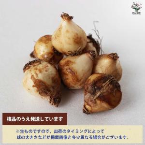 ムスカリ ベビーズブレス【花球根/お買い得6球...の詳細画像3