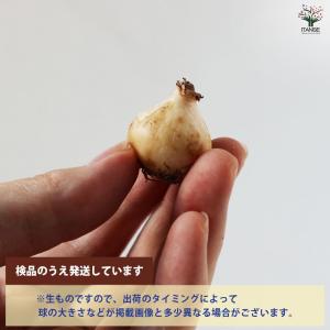 ムスカリ ベビーズブレス【花球根/お買い得6球...の詳細画像4