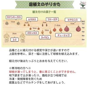ムスカリ ベビーズブレス【花球根/お買い得6球...の詳細画像5