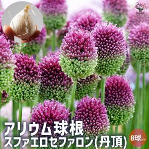 アリウム丹頂 球根の商品一覧 通販 Yahoo ショッピング