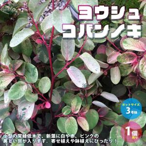 ヨウシュコバンノキの苗 【庭木 3号ポット苗/1...の商品画像