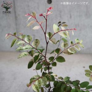 ヨウシュコバンノキの苗 【庭木 3号ポット苗/...の詳細画像2