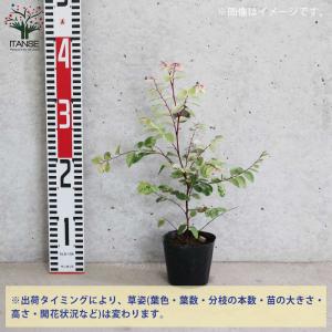 ヨウシュコバンノキの苗 【庭木 3号ポット苗/...の詳細画像5