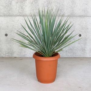 ユッカロストラータ（鉢付き） 楽天市場】【一点もの】ユッカ ロストラータ 10号鉢 1.0m(鉢底から)幅