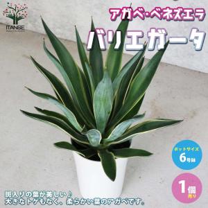 アガベ・ベネズエラ バリエガータ ドライガーデ...の詳細画像1