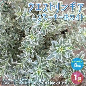 ウエストリンギア スモーキーホワイト【庭木 8...の詳細画像4
