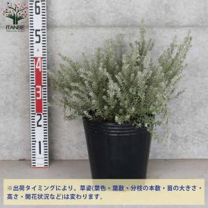 ウエストリンギア スモーキーホワイト【庭木 8...の詳細画像5