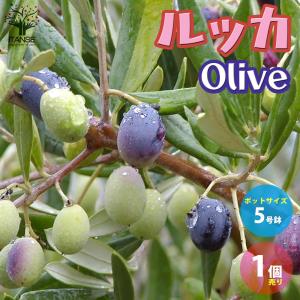 オリーブの苗木 品種：ホジブランコ(オヒブランカ)【果樹の苗木 6号白