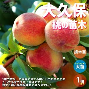 シナモン（ニッキ） セイロンニッケイ 8号鉢：熱帯果樹苗 ＊樹高100