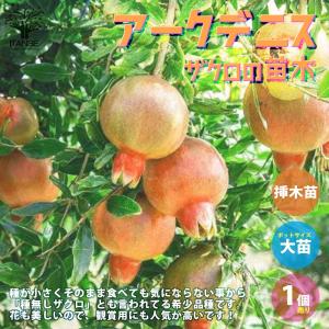 ITANSE スイート種無ザクロ モラールデエルチェ 果樹の苗木 4号鉢