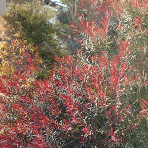 ITANSE メラレウカ・レッドジェム 庭木 庭園樹木・ハーブ 4.5号鉢 1個