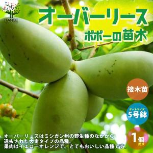 ITANSE ポポーの苗木 ポポー プロリフィック果樹苗 2年生 接木苗15cm