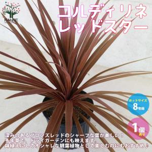 現品》コルジリネ レッドスター 樹高1.0m（根鉢含まず・根元から葉先
