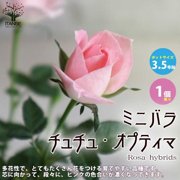 ミニ薔薇 チュチュ・オプティマ【花苗 3.5号鉢 薔薇苗／1個売り】