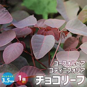 ユーフォルビア・コティニフォリア・チョコリーフ【花苗 3.5号ポット 低木・寄せ植え材料／1個売り】
