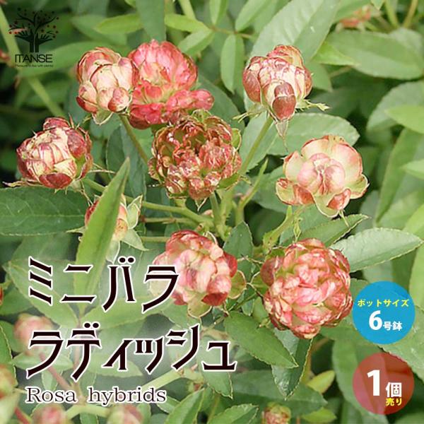 ミニ薔薇 ラディッシュ【花苗 6号鉢大苗／1個売り】