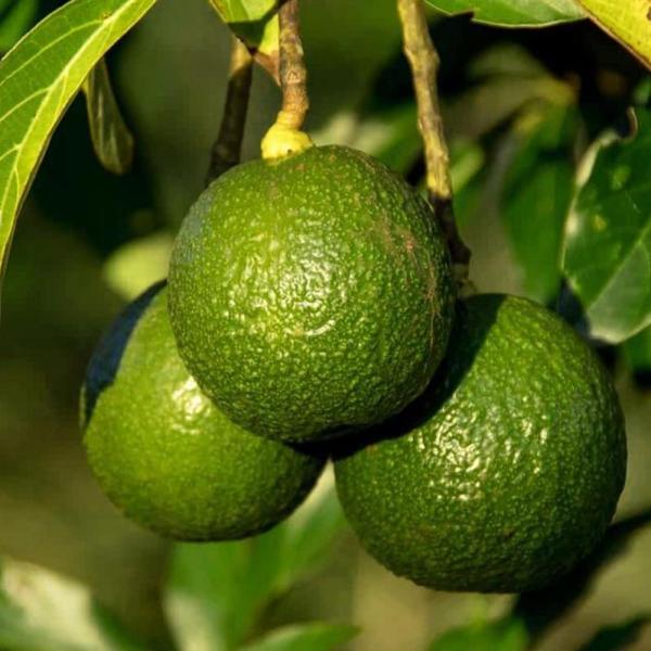 アボカド リード【果樹の苗木 7寸大苗 2年生 接木苗木／1個売り】