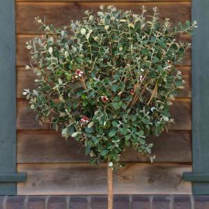 フェイジョア トライアンフ 花も美しい庭園向き果樹 18cmポット 樹高約60cm 九州圃場より直送 の最安値 価格比較 送料無料検索 Yahoo ショッピング