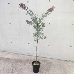 ミモザアカシア 約2m 特大植木苗木 ギンヨウアカシア 銀葉アカシア