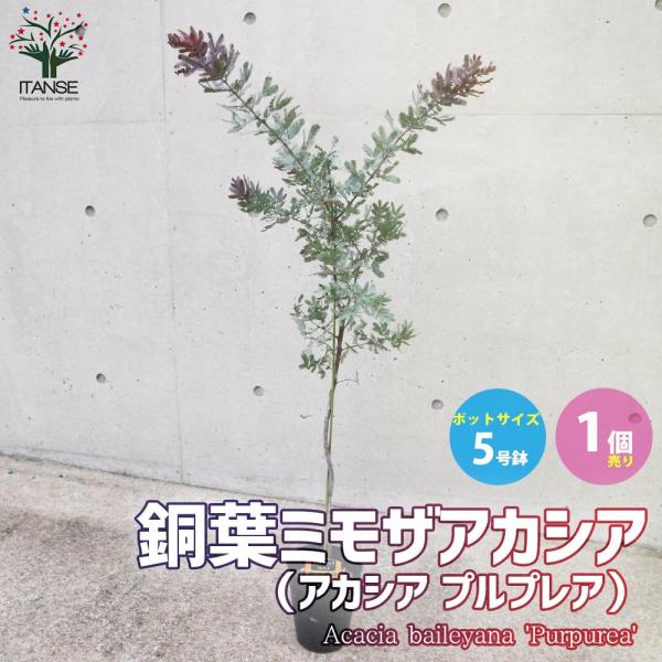 銅葉ミモザアカシア (アカシア プルプレア)【庭木 5号ポット苗 花木苗／1個売り】