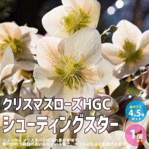 幻の原種クリスマスローズ チベタヌス（国内生産 実生苗）3寸ポット