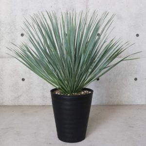 数量限定 ロストラータ ハイブリッドユッカ 耐寒性南欧風プランツ