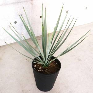 ユッカ リギダ 【観葉植物 10号／1個売り】 : shopooo by GMO - 通販