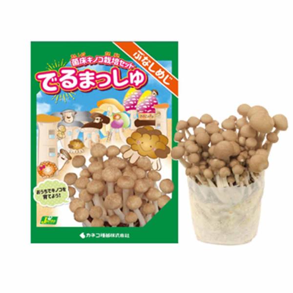 菌床きのこ栽培セット”でるまっしゅ” ぶなしめじ 【セット内容：ぶなしめじ菌床ブロック、日向土、説明...