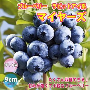 マイヤーズ ラビットアイ系ブルーベリー苗木9cmポット 挿し木苗 1個 ポット苗なのでほぼ年中植付けok 即出荷 送料込み価格 最安値 価格比較 Yahoo ショッピング 口コミ 評判からも探せる