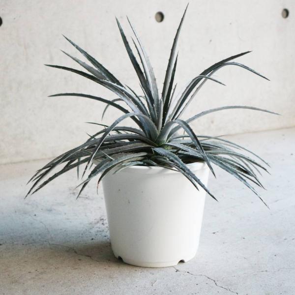 ディッキア ニッケルシルバー【観葉植物 6号鉢／1個売り】