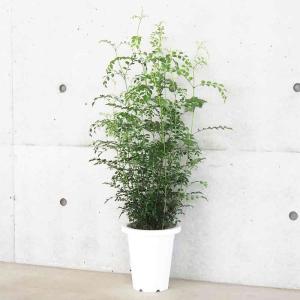観葉植物 サボテン：ディソカクタス アッケルマンニー *吊り鉢 : 遊恵