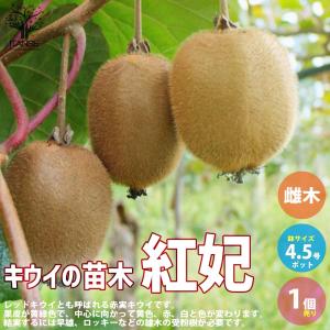 赤い果肉のキウイフルーツ苗木　紅妃　苗木　大株 キウイ 苗木 【メス 紅妃】 3年生 接ぎ木 約1.3m 大苗 : 苗木の専門店