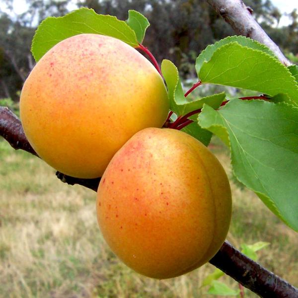 あんずの苗木 ニコニコット【果樹の苗木 4.5号 接木苗／1個売り】