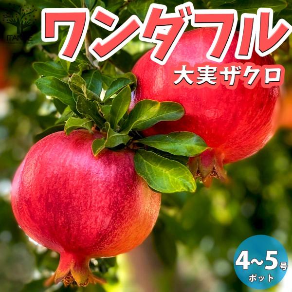 ザクロの苗木 ワンダフル【果樹の苗木 4.5号 挿木苗／1個売り】