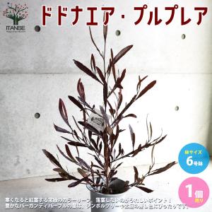 ポップブッシュ （ドドナエア） プルプレア 5号鉢植え : 苗木部 花