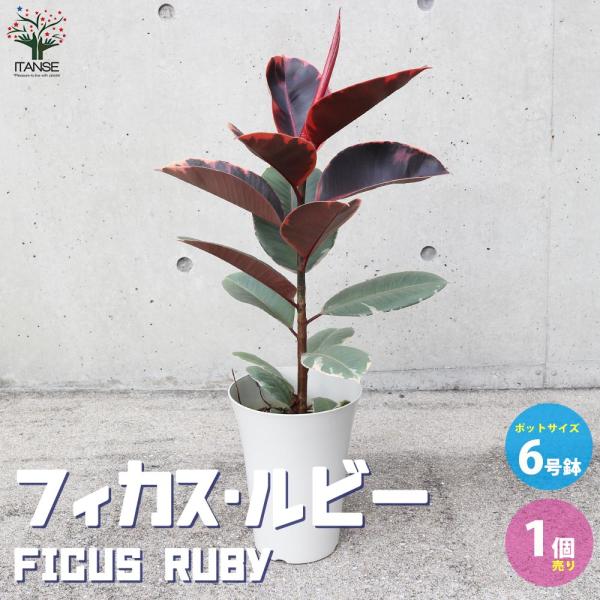 フィカス・ルビー 【観葉植物 6号鉢・リビングやオフィスの窓辺向きサイズ／1個売り】