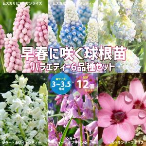 早春に咲く可愛い球根苗・バラエティー6品種Bセット：ムスカリ・ピンクサンライズ／マウンテンレディー／ダブルマジック／シラー・ホワイトシティ／クイーンオ