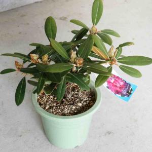 西洋シャクナゲ 太陽 5号鉢植え : 苗木部 花ひろばオンライン - 通販
