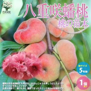 桃 大紅ばんとう（蟠桃）4号ロングポット｜果樹04-PA : 赤塚植物園