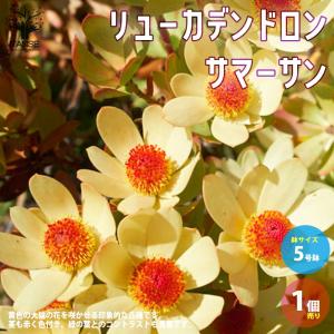 リューカデンドロン・サマーサン 【庭木 5号ポ...の詳細画像4